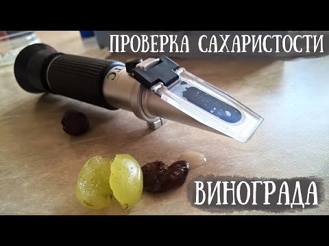 Видео: Замеряем сахар в винограде. Использование рефрактометра. Минск, Беларусь. Канал "Городской КХ"