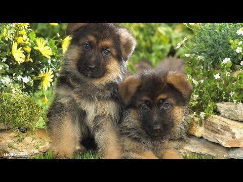 Видео: НЕМЕЦКАЯ ОВЧАРКА щенки - мифы и реальность, АНАЛИЗ ПОВЕДЕНИЯ щенка (часть 2)