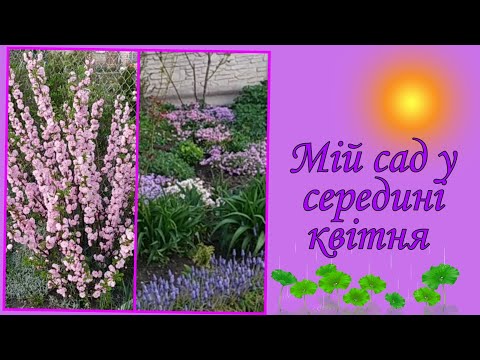 Видео: Мій сад у середині квітня
