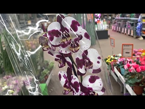 Видео: Море ОРХИДЕЙ в новой поставке, в садовом магазине. Петербург.