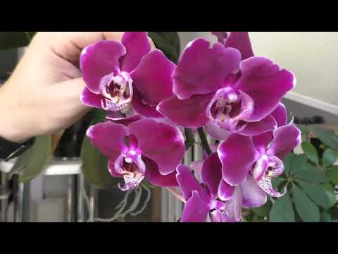 Видео: Орхидеи  Октябрь 2023