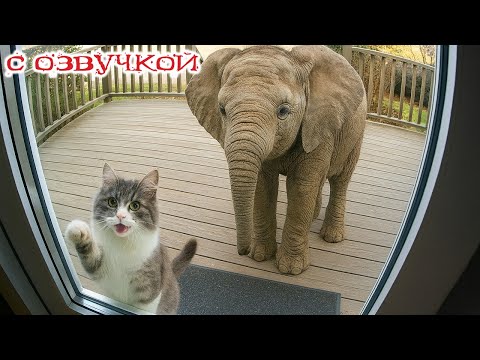 Видео: Приколы с котами! С ОЗВУЧКОЙ! Смешные коты и кошки! САМЫЕ СМЕШНЫЕ ЖИВОТНЫЕ!