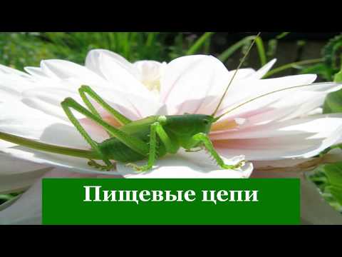 Видео: Пищевые цепи