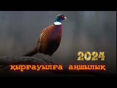 Видео: Қырғауылға аңшылық 2024! Охота на фазана 2024!