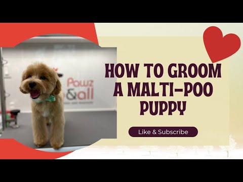 Видео: КАК Я УБИРАЮ ЩЕНКА МАЛЬТИ-ПУ