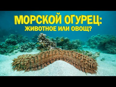 Видео: Морские огурцы: подводные пылесосы | Познавательное видео | Удивительный мир беспозвоночных