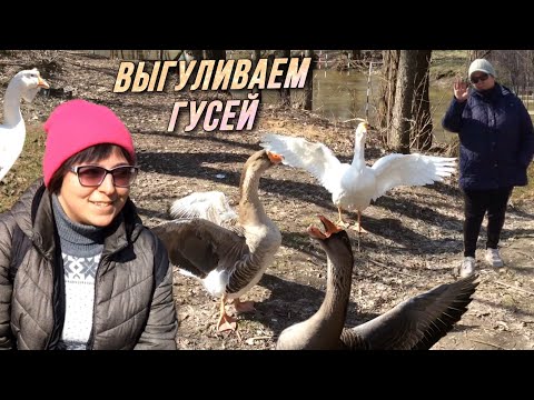 Видео: Весенняя прогулка с гусями в парке «Сад будущего» / AIDA ASKEROVA