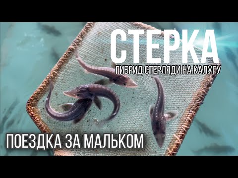 Видео: Еду за мальком СТЕРКА ( гибрид самки стерляди и самца калуги).