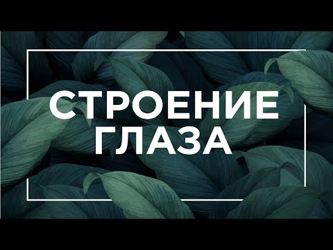 Видео: Строение глаза | ЕГЭ Биология | Даниил Дарвин