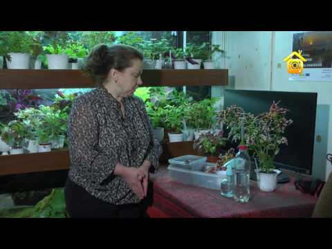 Видео: Уход за растениями. Колеусы: выращивание, размножение, пересадка // FORUMHOUSE