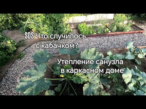 Видео: Наша заброшенная дача. Что случилось с кабачком? Утепление санузла в каркасном доме.