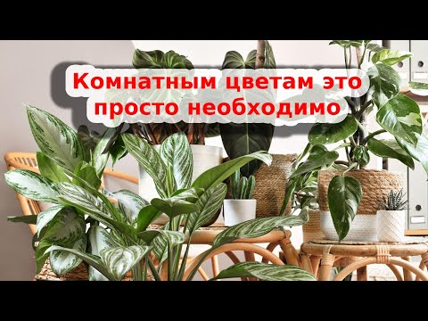 Видео: Не забывайте выгуливать комнатные цветы на улице