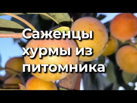 Видео: Обзор 5 Саженцы хурмы нашего производства 