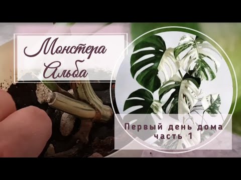 Видео: Монстера Альба. Первый день дома. Горячий душ и обработка от вредителей препаратом 30 плюс!