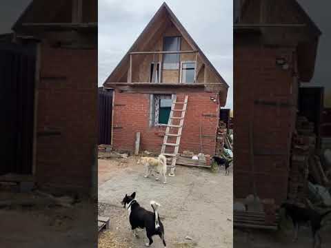 Видео: Погода меняется. Хозяйственные дела в приюте ДРУГ ЖИВИ. г. ОМСК