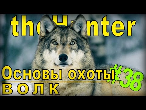 Видео: theHunter - Волк [Основы охоты] #38