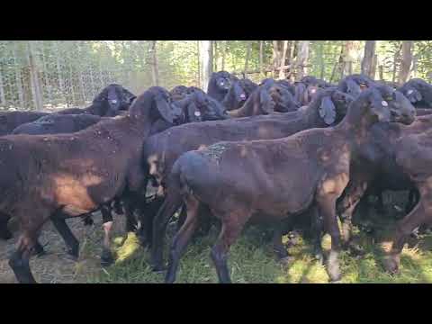 Видео: 40 Баш Энчилик Мыкты Койлор чыкты  0704-01-18-17; 0501-08-10-10 🤩🤩🤩
