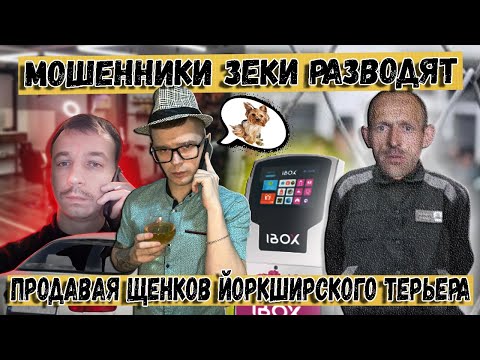 Видео: Мошенники зеки продают щенков Йоркширского терьера