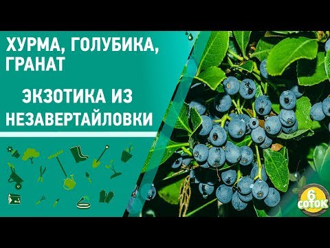 Видео: Хурма, голубика, гранат. Экзотика из Незавертайловки. 6 соток. 08.07.19