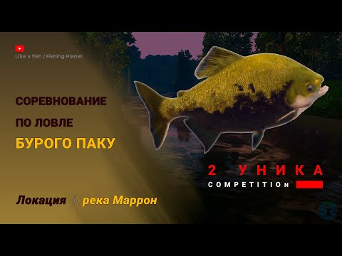 Видео: Fishing Planet - Соревнование по ловле Бурого Паку "Гигантские Пираньи" на реке Маррон