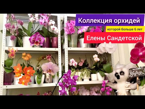 Видео: В гостях у коллекционера орхидей Елены Сандетской. Азиатские и голландские орхидеи на стеллаже.