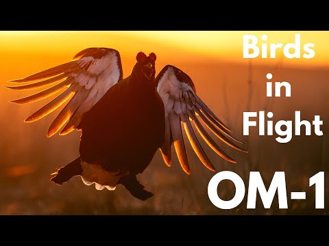 Видео: OM-1 Birds in Flight AI Detection AF | Настройки системы OM