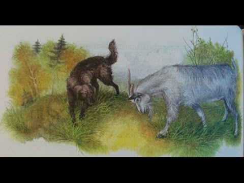 Видео: Міхась Лынькоў "Пра смелага ваяку Мішку..." : Пра вясёлую Бараду і пра чорнага Жука (2)