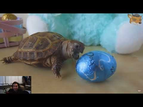 Видео: Всё смешное с Радугой становится ещё смешнее 26 [01.12.17]