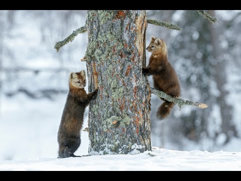 Видео: Проверка путика и опять сработал ящик.