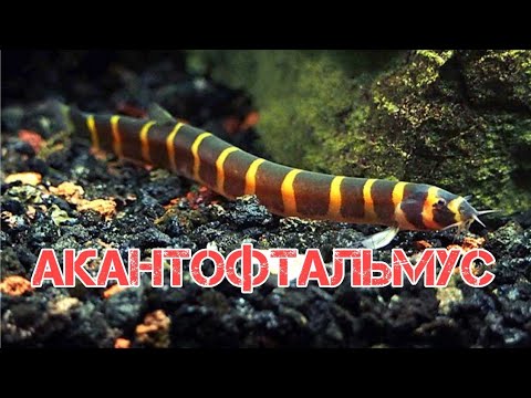 Видео: АКАНТОФТАЛЬМУС.СОДЕРЖАНИЕ В АКВАРИУМЕ, КОРМЛЕНИЕ, СОВМЕСТИМОСТЬ И РАЗМНОЖЕНИЕ