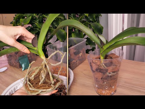 Видео: Пересадка орхидеи - ХВАТИТ ГНИТЬ - нам нужно много воздуха внутри.