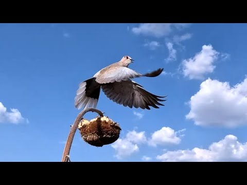 Видео: Охота на голубя. Кольчатая горлица