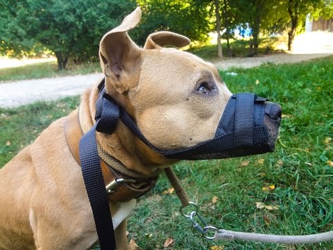 Видео: Как да приучите кучето си към наморник