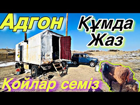 Видео: Қойлар ойнас жасапты. Көктемгі науқан!