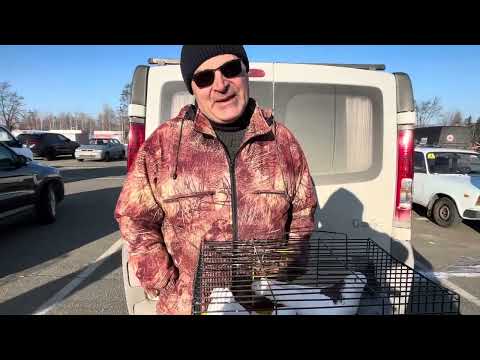 Видео: Ярмарок голубів та інших тварин . с.Білогородка 23.02.2025р 1ч далі буде)