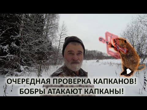 Видео: Охота на бобра. Очередная проверка капканов и отличная добыча!