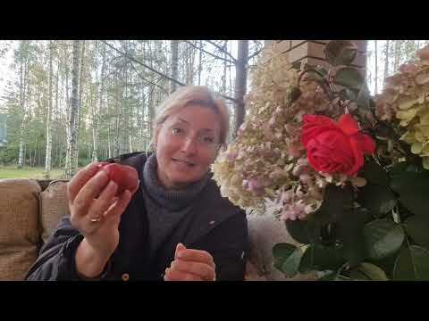 Видео: Самые лёжкие сорта томатов!!!