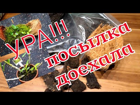 Видео: ОРХИДЕИ и Корни папоротника для орхидей 😀