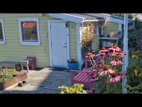 Видео: Норвежские дачи🇧🇻Что растёт📌Шикарный декор и клумбы📍
