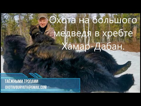 Видео: Охота на большого медведя в Бурятии. Точный выстрел...
