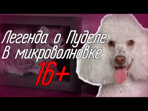 Видео: [16+]Пудель в микроволновке: Городская легенда. [Реальность или нет?]