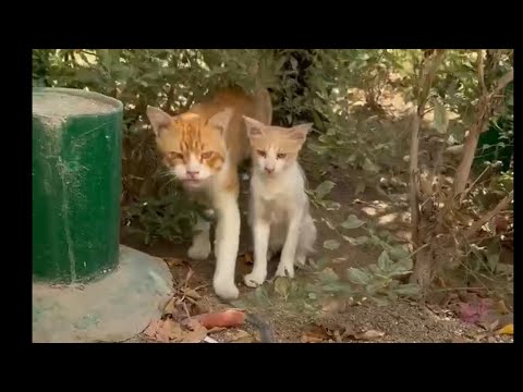 Видео: Накормили бездомных кошек