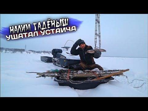 Видео: ГРЁБАНЫЙ НАЛИМ - ВСЮ КРОВЬ МНЕ ВЫПИЛ!