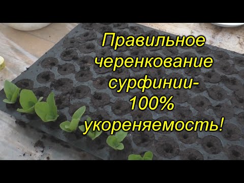 Видео: Черенкование ампельной сурфинии - мастер класс от Татьяны Викторовны!