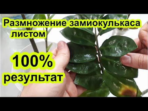 Видео: МОЙ ПРИЕМ при размножении замиокулькаса. Результат 100%. Замиокулькас размножение листом