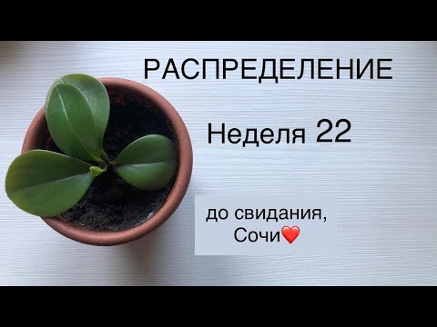 Видео: РАСПРЕДЕЛЕНИЕ ДЕНЕГ ИЗ КОНВЕРТОВ В КОПИЛКУ.НЕДЕЛЯ 22.