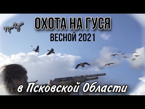 Видео: Охота на гуся в Псковской Области 2021 весной / не повторяйте ошибки