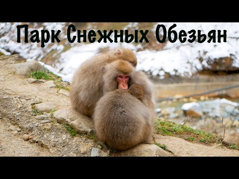 Видео: Парк Снежных Обезьян Япония Нагано I обезьяны принимают спа Snow Monkey