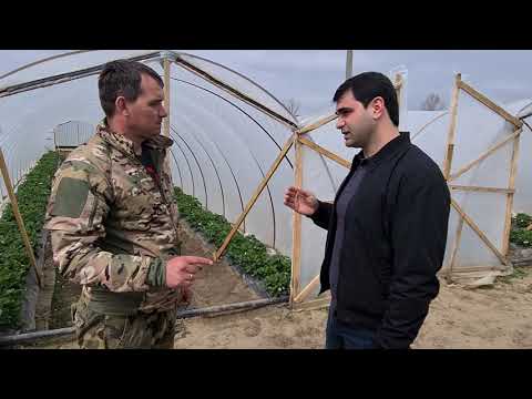 Видео: Какую пленку для теплиц выбрать  или секреты раннего урожая  клубники