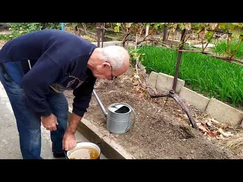 Видео: Уничтожение почвенных вредителей на винограднике без применения ядохимикатов